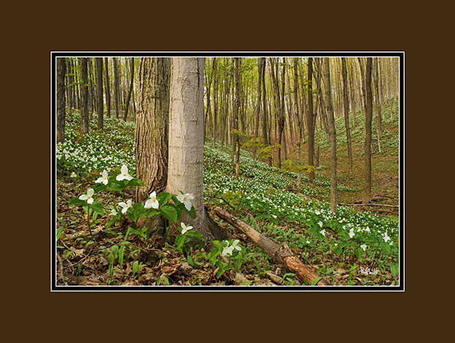 Hillside of Trilliums